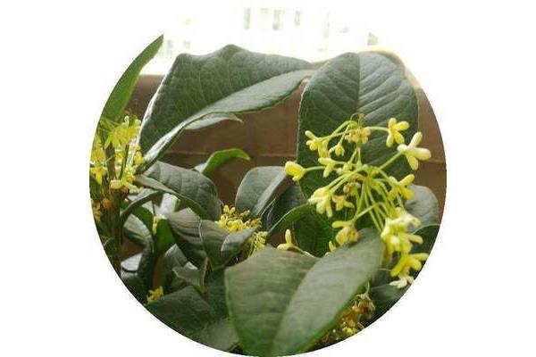 桂花好养活吗
