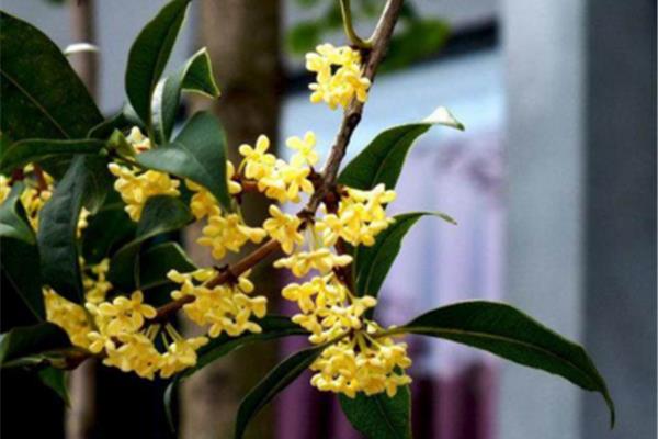桂花好养活吗
