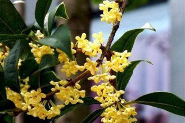桂花好养活吗