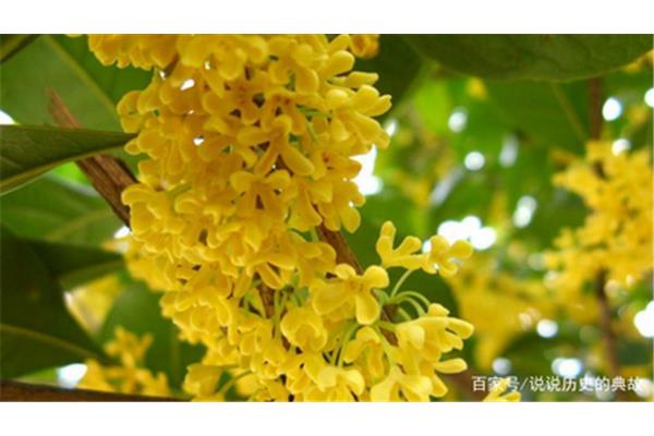 桂花好养活吗
