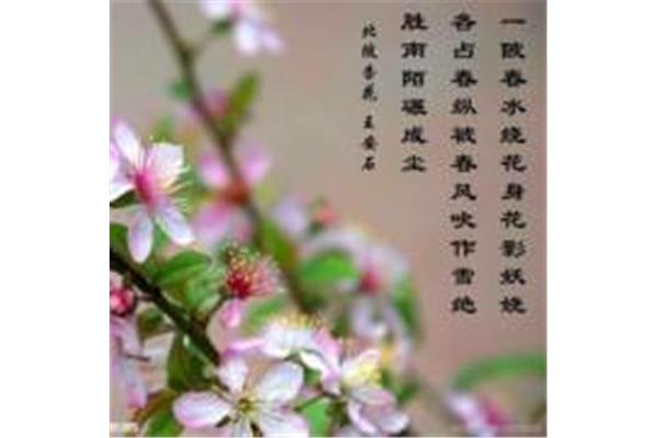 北陂杏花王安石