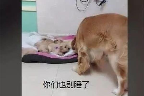 主人别打了