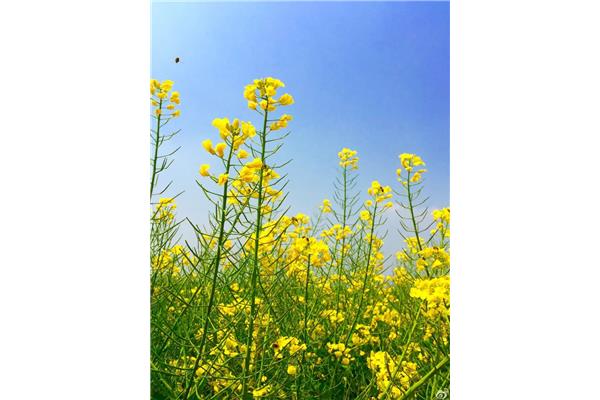油菜花的样子