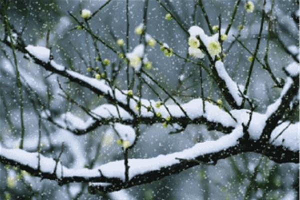 带雪的诗词