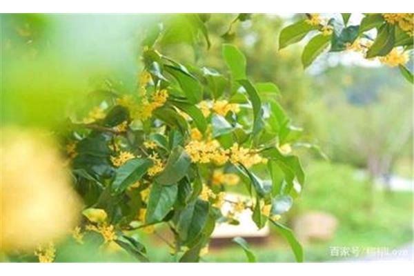 桂花好养活吗