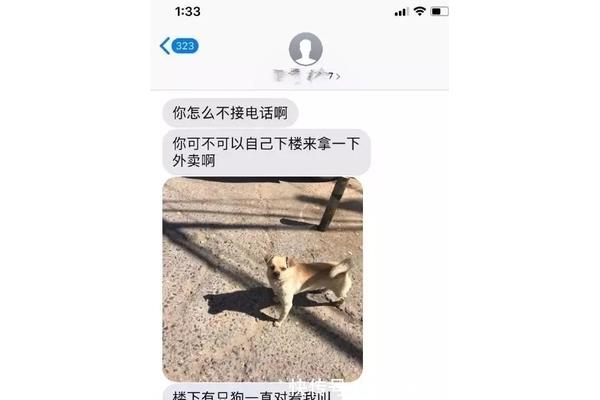 主人别打了