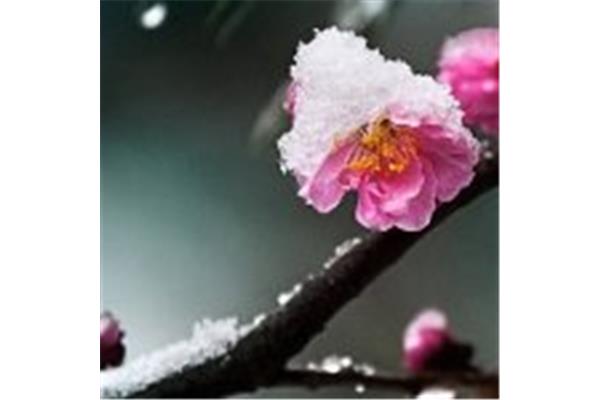 带雪的诗词