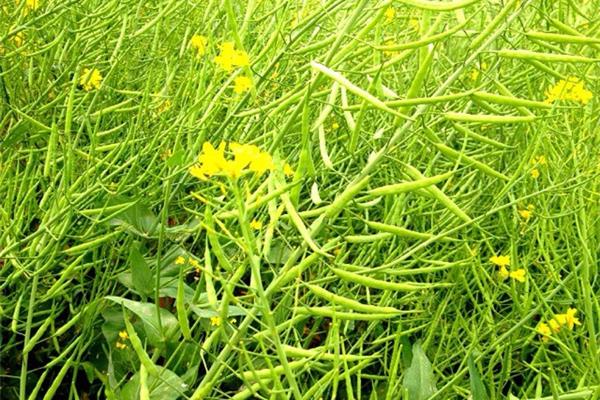 油菜花的样子
