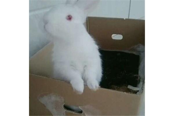 我家的小白兔