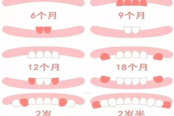 几个月出牙