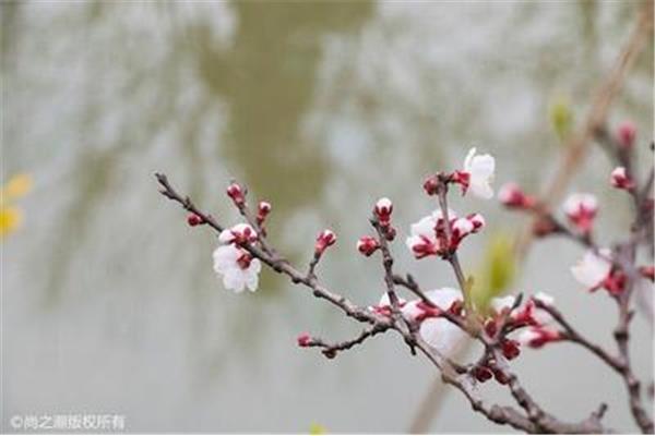 什么时候打春