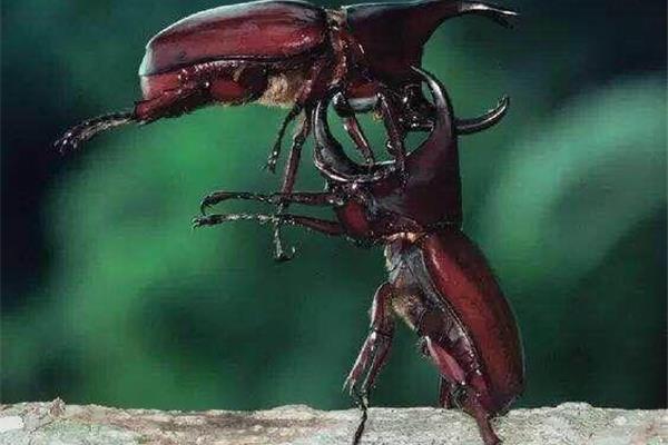 独角仙资料