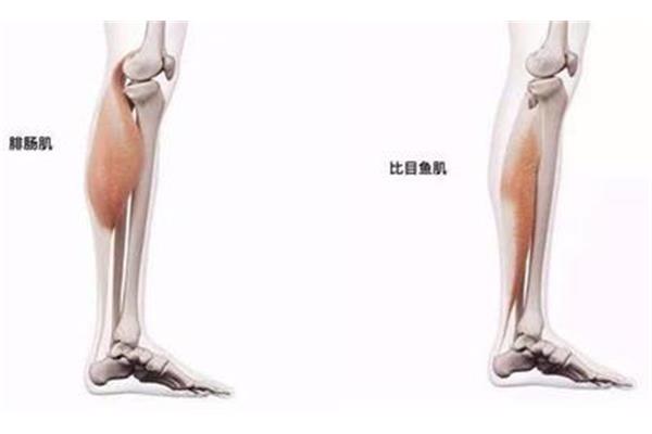 如何拉伸小腿肌肉