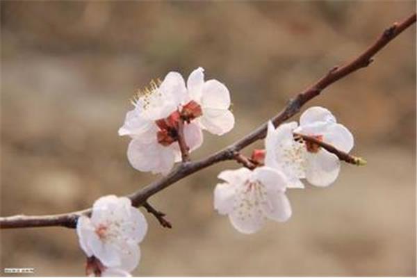 北陂杏花王安石