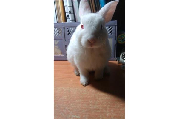 我家的小白兔