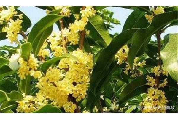 桂花好养活吗