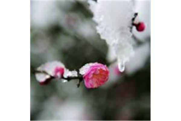 带雪的诗词
