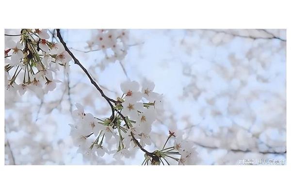 北陂杏花王安石