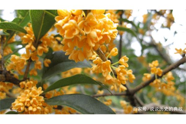 桂花好养活吗