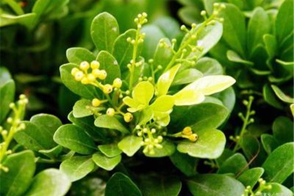 桂花好养活吗
