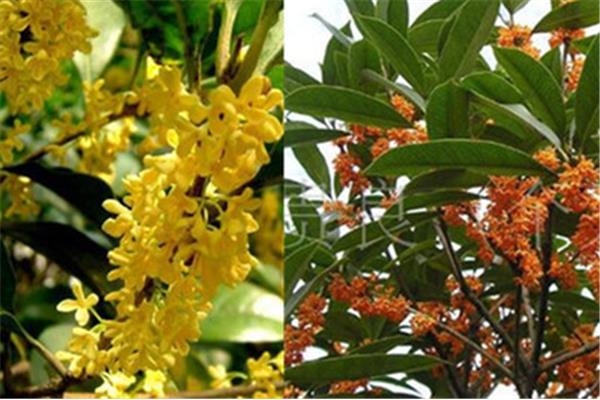 桂花好养活吗
