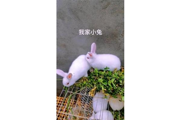 我家的小白兔