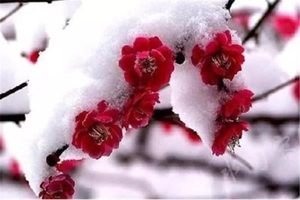 带雪的诗词