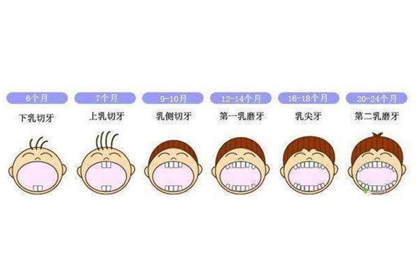 几个月出牙