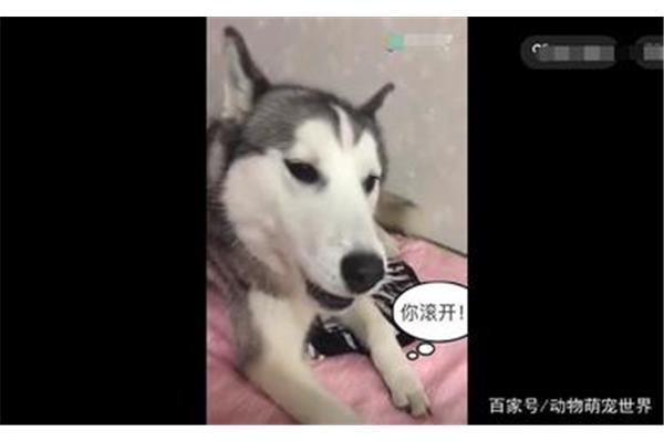 主人别打了