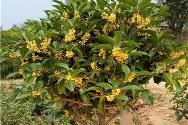 桂花好养活吗