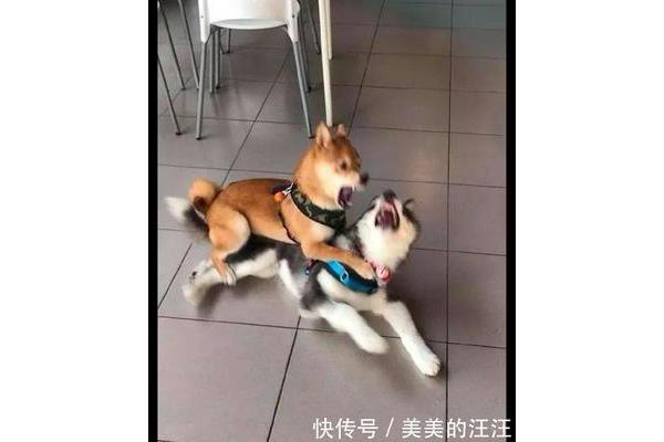 主人别打了