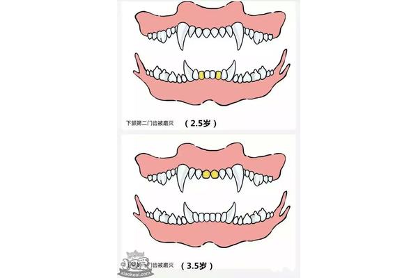 几个月出牙