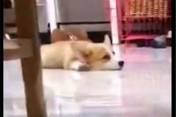 主人别打了