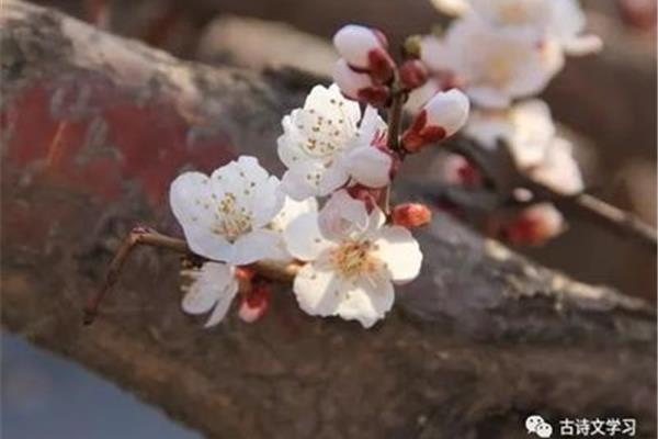 北陂杏花王安石