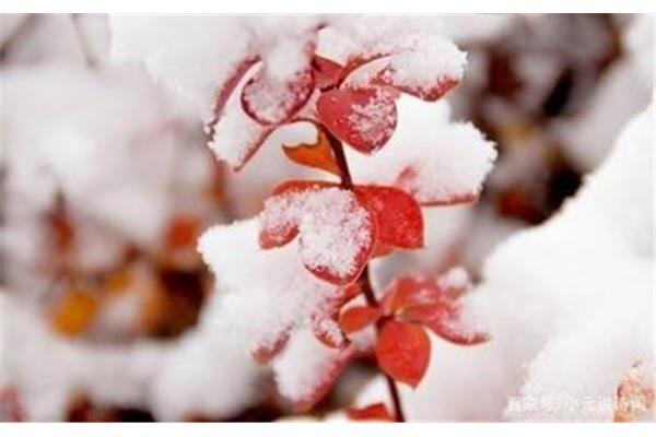 带雪的诗词