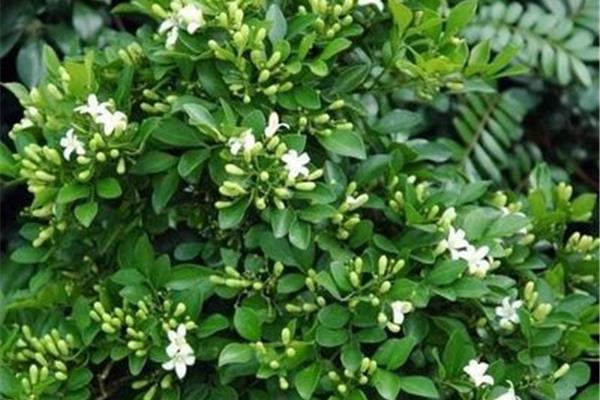 桂花好养活吗
