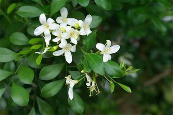 桂花好养活吗