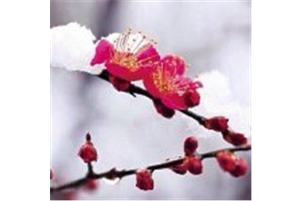 带雪的诗词
