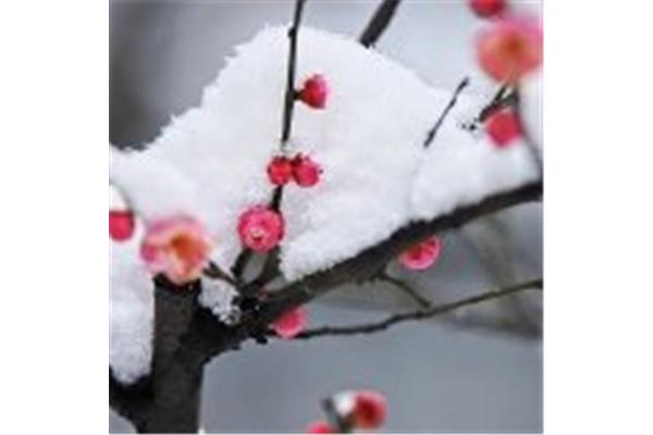 带雪的诗词