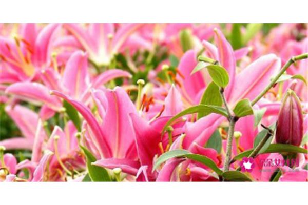 百合花花语