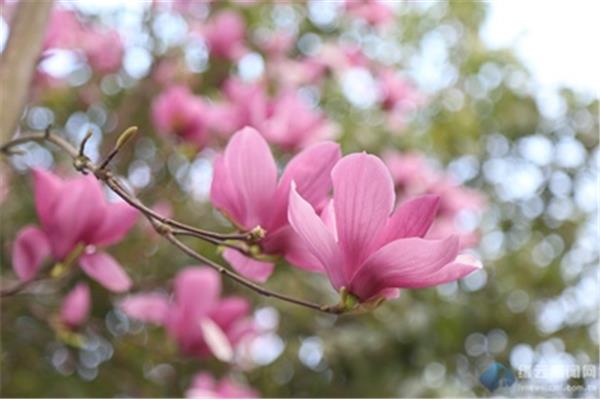 校园春色综合