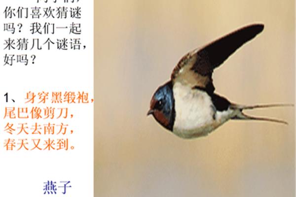 小动物尾巴的作用