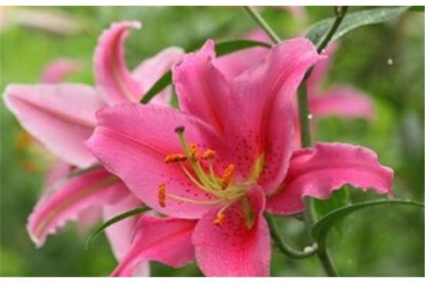 百合花花语