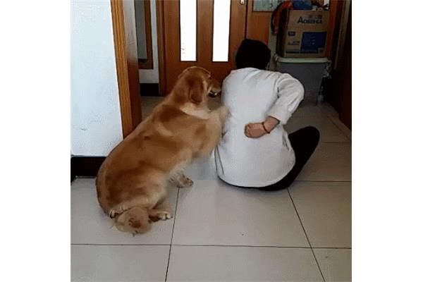 安慰的意思