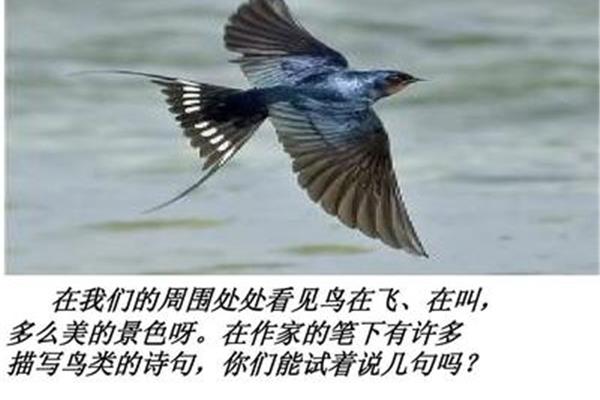 与鸟有关的诗句