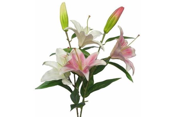 百合花花语