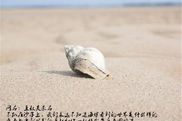 什么样的海螺