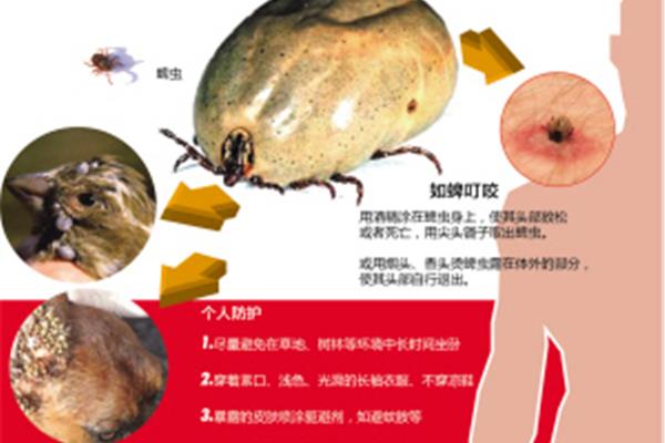 蜱虫怎么预防