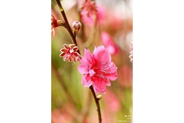 花开红树乱莺啼