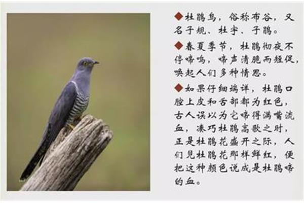 与鸟有关的诗句